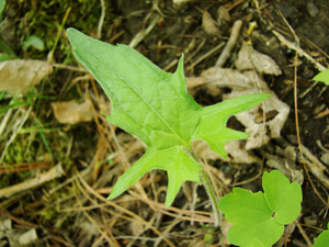 Photo By: Stephen M. Young. Photo taken: Tompkins County, NY on 10 May 2008
